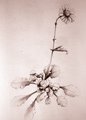 Marguerite